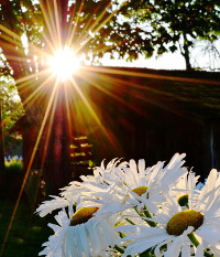 daisies in the sun photo